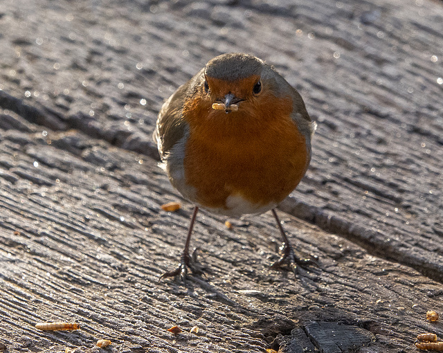 Robin