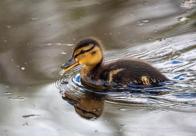 Duckling