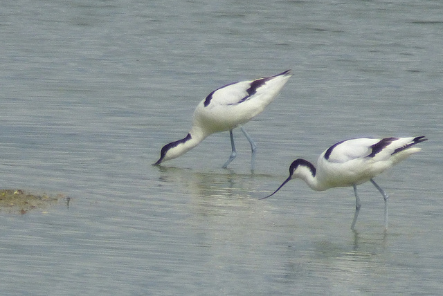 Avocettes