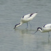 Avocettes