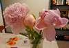Mes pivoines*************
