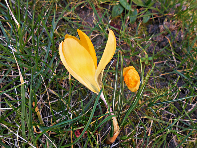 crocus