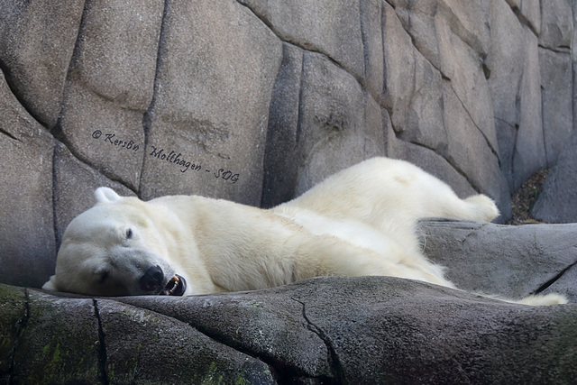 Eisbär (Hagenbeck)