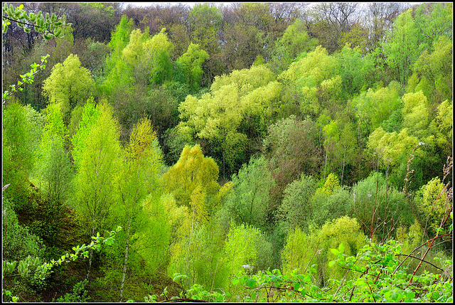 Green Quarry