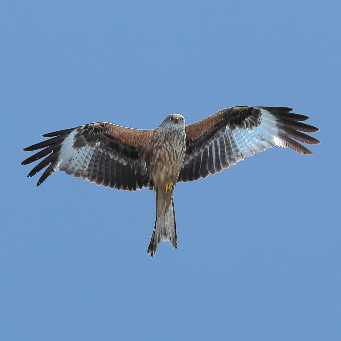 EOS 6D Peter Harriman 13 15 08 9999 RedKite dpp