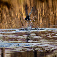 Ducks departing pond