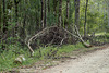 Ponthieva racemosa (Shadow-witch orchid) habitat