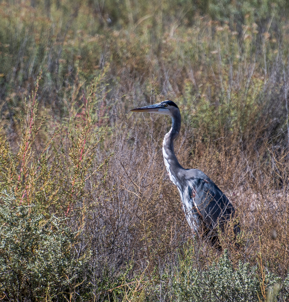 Blue heron3