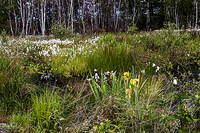 20110519 2603RAw [D~MI] Scheidiges Wollgras (Eriophorum vaganatum), Großes Torfmoor, Hille-1