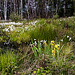 20110519 2603RAw [D~MI] Scheidiges Wollgras (Eriophorum vaganatum), Großes Torfmoor, Hille-1