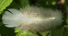 Feather