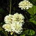 20210826 2590CPw [D~LIP] Mutterkraut (Tanacetum parthenium), Bad Salzuflen