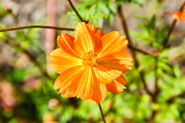 Ringelblume (Calendula officinalis)