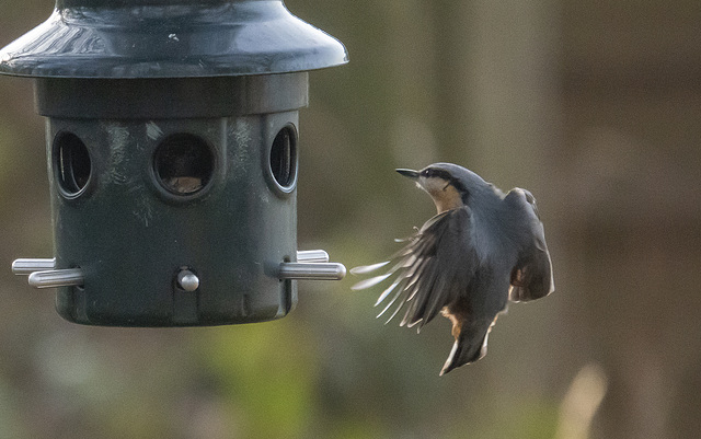 Nuthatch