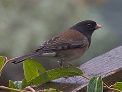 Junco