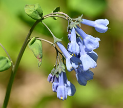 Virginia bluebells 1000031310 Virginia bluebells 1000031310