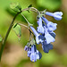 Virginia bluebells 1000031310