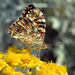 Painted lady butterfly