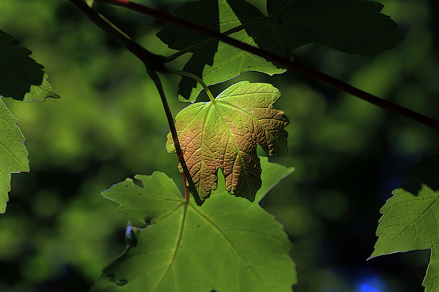 Petite feuille de printemps