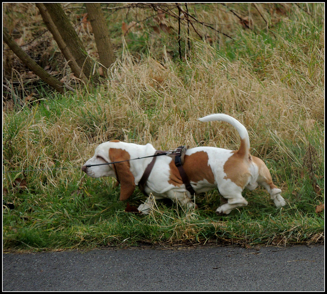 Fred Basset  dog