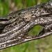 Day 3, beautiful old fence, DeLaurier Homestead