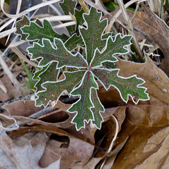 Frost on oak leaves