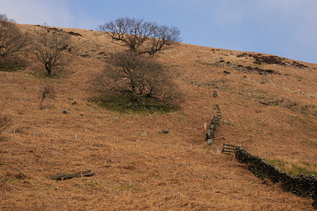 Dead Bracken carpet colour