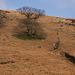 Dead Bracken carpet colour