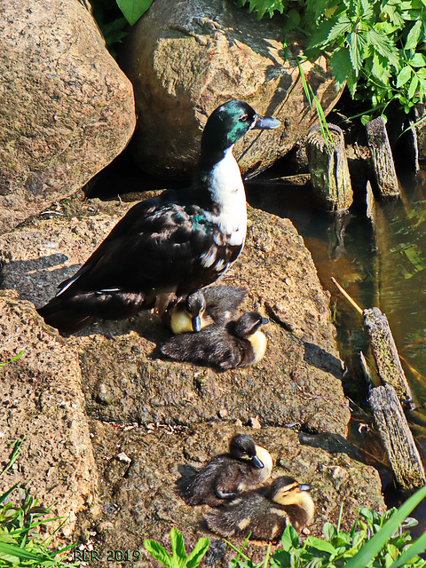 Entenfamilie