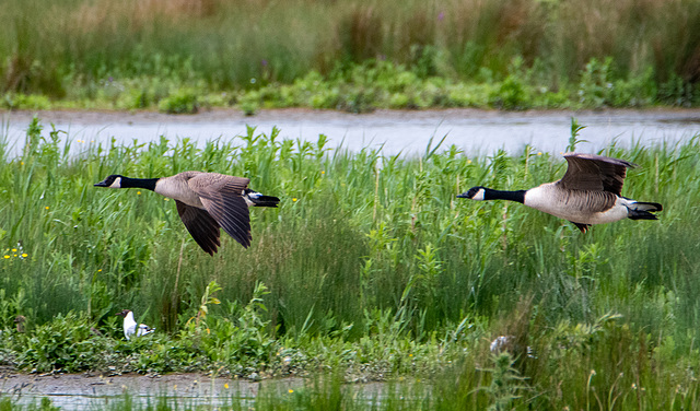 Canada geese