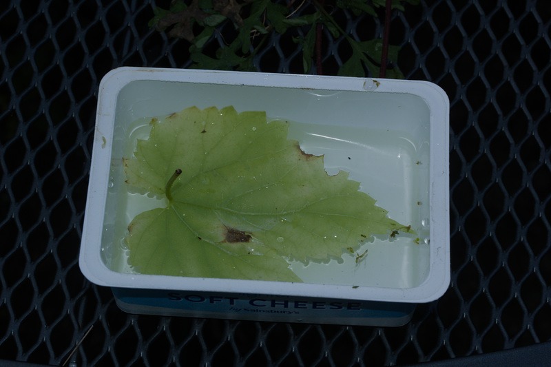 Water5IMG 6529