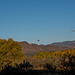 Bosque Del Apache