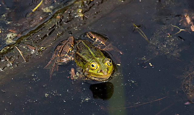 20110519 2604RAw [D~MI] Wasserfrosch, Großes Torfmoor, Hille