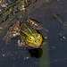 20110519 2604RAw [D~MI] Wasserfrosch, Großes Torfmoor, Hille