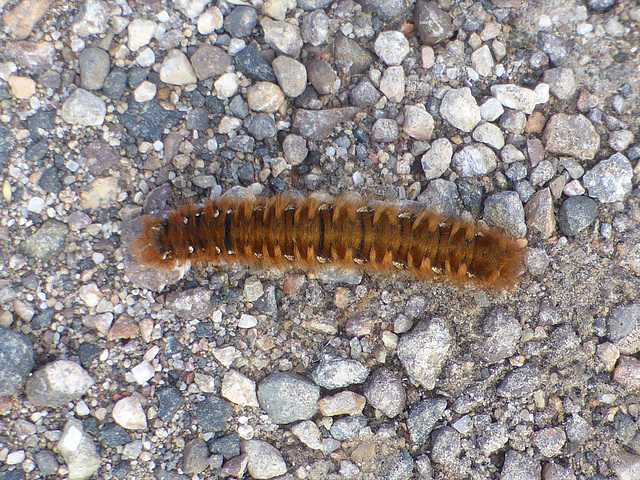 Oak Eggar moth caterpillar