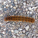 Oak Eggar moth caterpillar