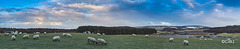 Sheep as far as the eye can see!