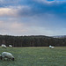 Sheep as far as the eye can see!