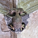 lacock abbey, wilts (131) double headed eagle, c15 cloister vaulting boss