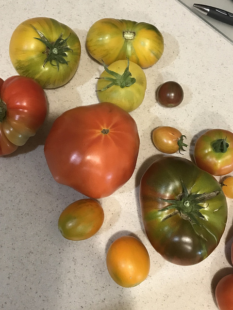 heirloom tomatos