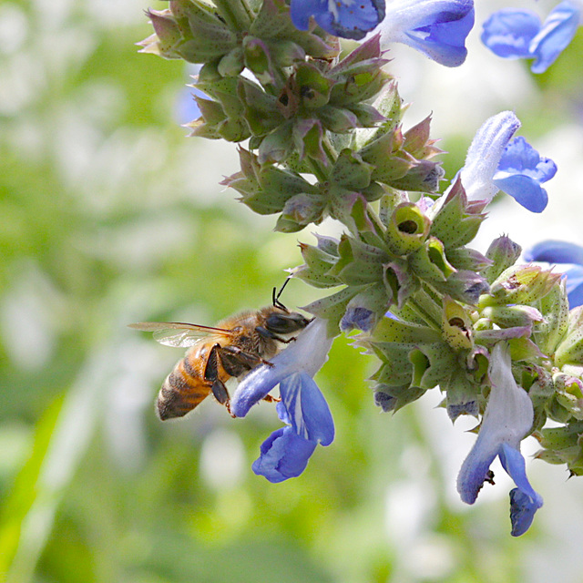 IMG 5388 Abeille