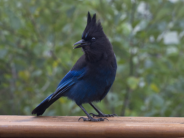 Steller's Jay