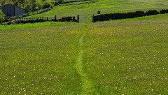 A path through a flower meadow