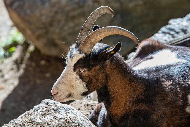 Tauern Goat