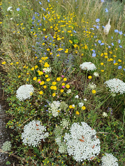 Blumenwiese