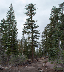 Mt Shasta Everitt Memorial Highway (1077)