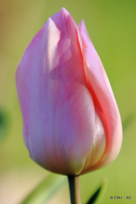 April Tulips
