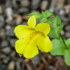 Monkeyflower / Mimulus