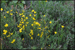 Cytisus purgens (8)