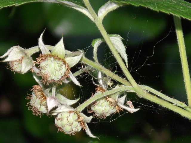 Some blackberries are starting to form